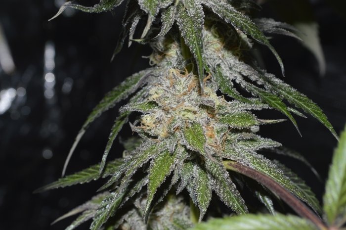 Humboldt Seed Organization - Black D.O.G. (fem.)