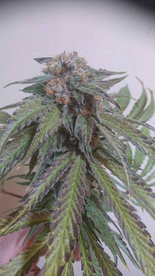 Humboldt Seed Organization - Black D.O.G. (fem.)