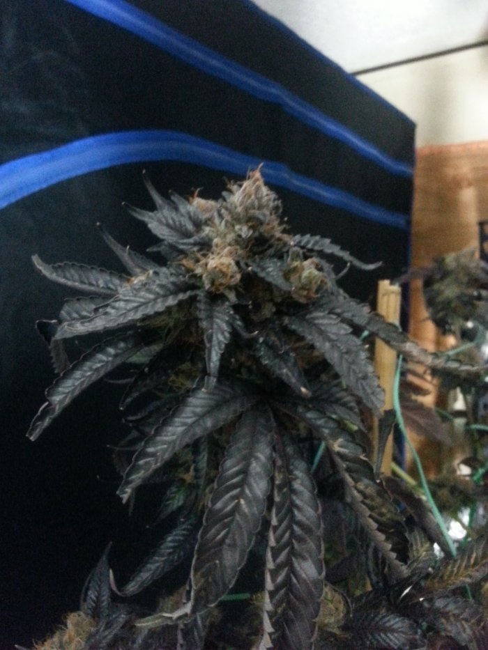 Humboldt Seed Organization - Black D.O.G. (fem.)