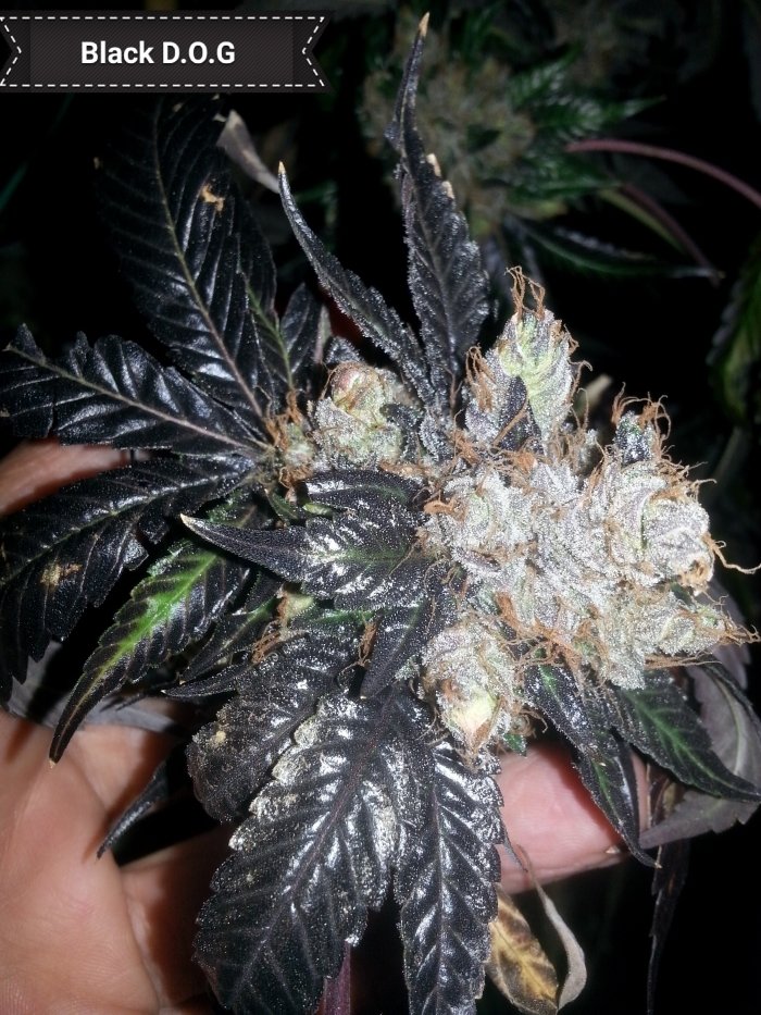 Humboldt Seed Organization - Black D.O.G. (fem.)