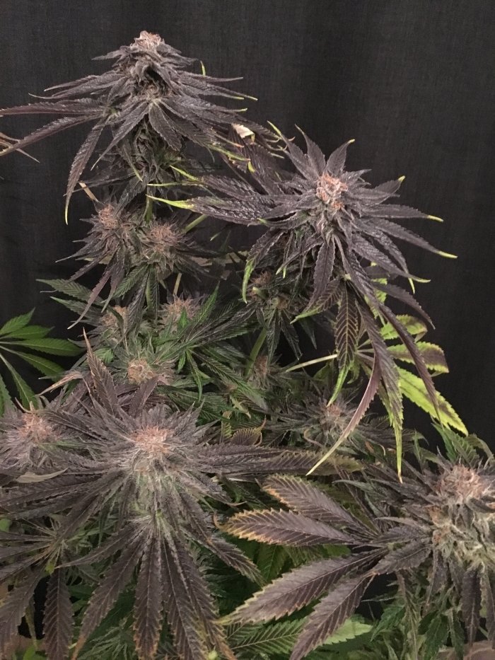 Humboldt Seed Organization - Black D.O.G. (fem.)