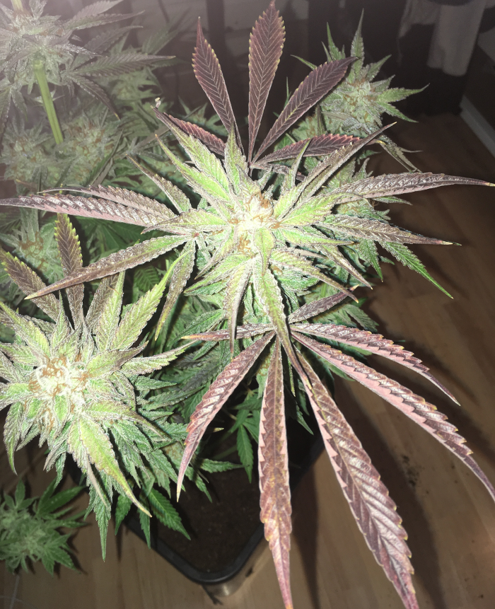 Humboldt Seed Organization - Black D.O.G. (fem.)