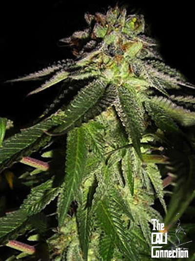 The Cali Connection - 818 Headband aka Sour OG (reg.) 🏆