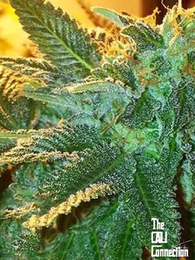 The Cali Connection - Alien OG (reg.) 🇺🇸