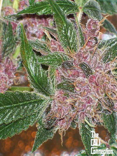 The Cali Connection - Blackwater (reg.) 🏆