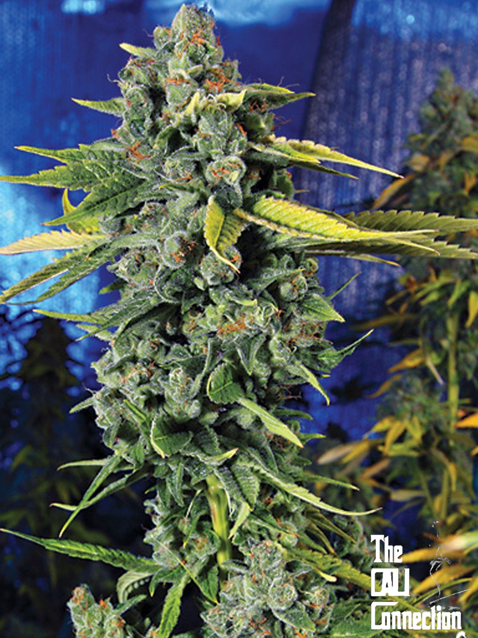 The Cali Connection - Blue Dream Haze (fem.) 🇺🇸