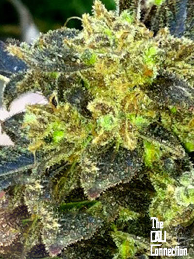 The Cali Connection - Boss Hogg (fem.) 🇺🇸