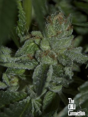The Cali Connection - Buddha Tahoe OG (reg.) 🏆 05404