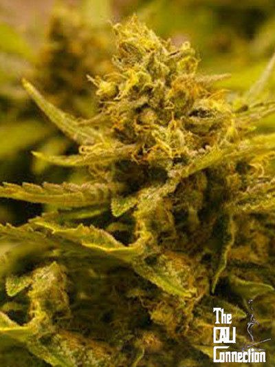 The Cali Connection - CBD OG (reg.) 🏆