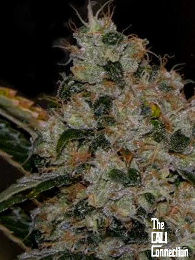 The Cali Connection - Chem 91 (fem.) 🇺🇸