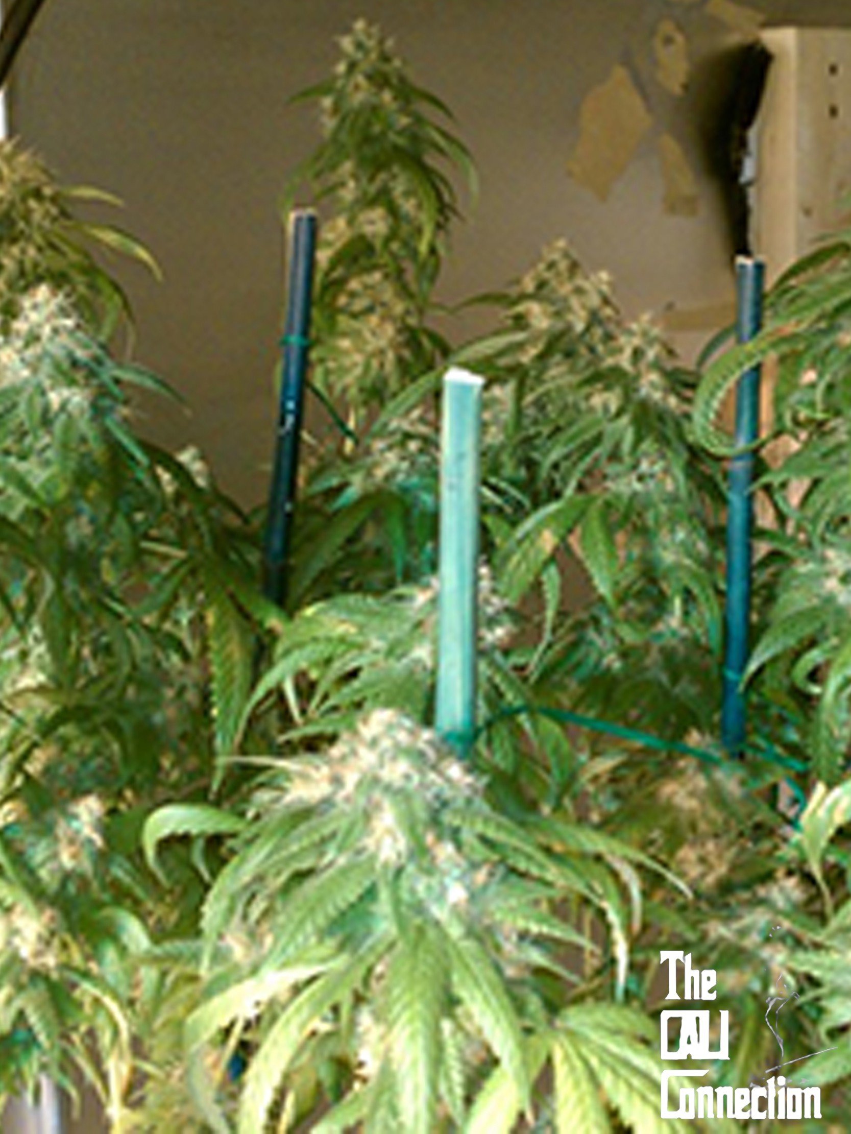 The Cali Connection - Deadhead OG (fem.) 🇺🇸