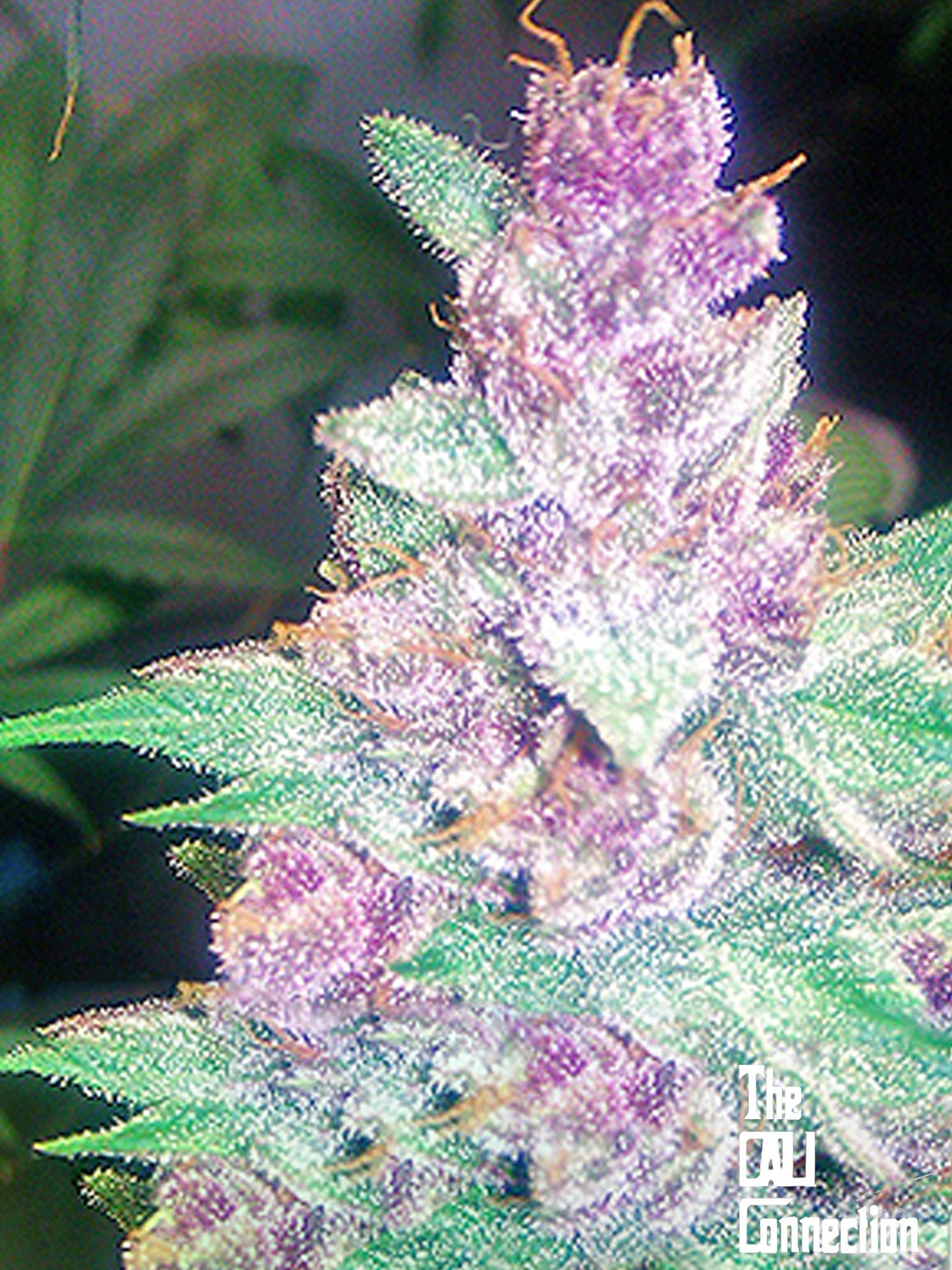The Cali Connection - Grape Kush (fem.) 🇺🇸