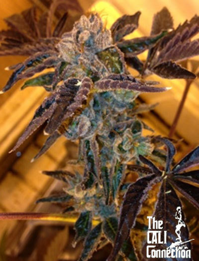 The Cali Connection - LA Cookies (fem.) 🇺🇸