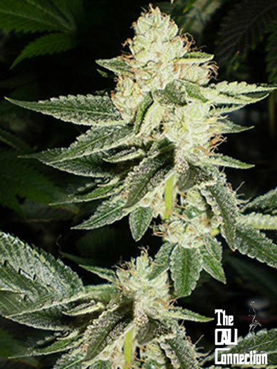 The Cali Connection - Louis XIII OG (fem.) 🏆