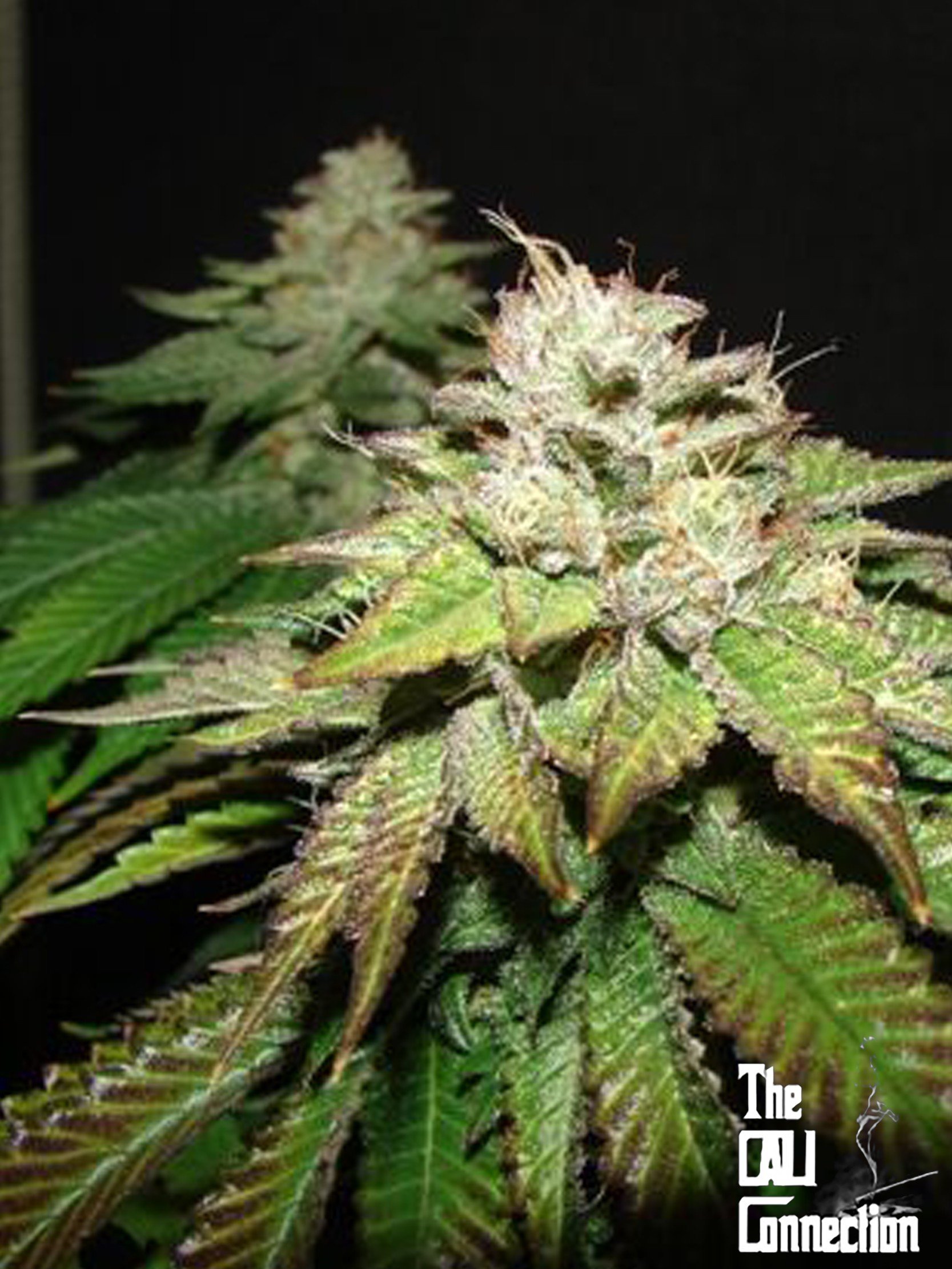 The Cali Connection - Pre-98 Bubba (fem.)