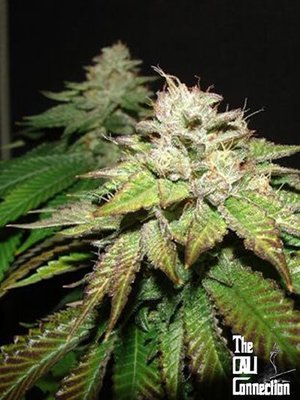 The Cali Connection - Pre-98 Bubba (fem.) 05416
