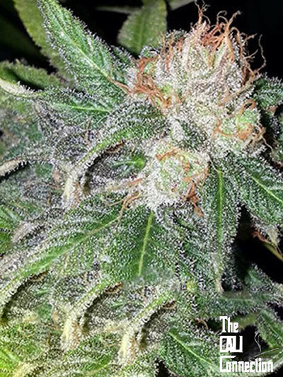 The Cali Connection - Purple Crack (fem.) 🇺🇸