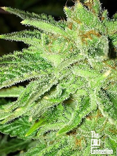 The Cali Connection - Strawberry OG (fem.) 🇺🇸
