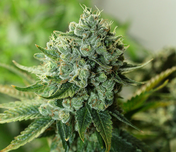 Rare Dankness - Buford OG (reg.)