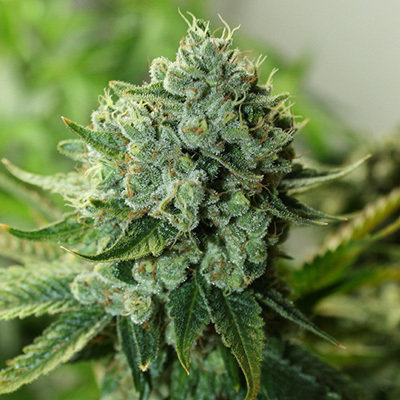 Rare Dankness - Buford OG (reg.) 05421