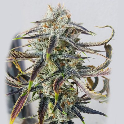Rare Dankness - Jenny Kush (reg.) 05422