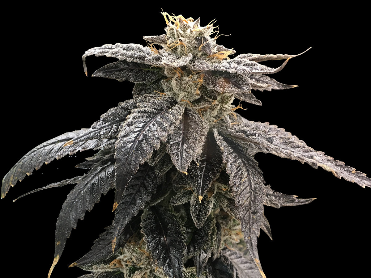Rare Dankness - Star OX (reg.)