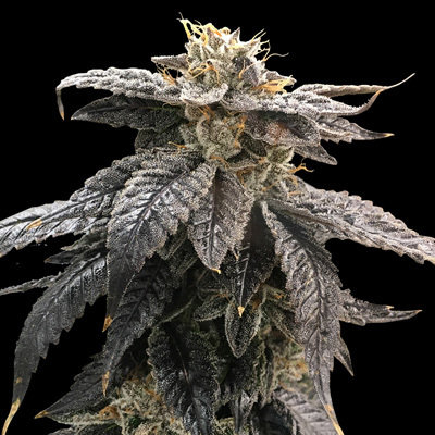 Rare Dankness - Star OX (reg.) 05423