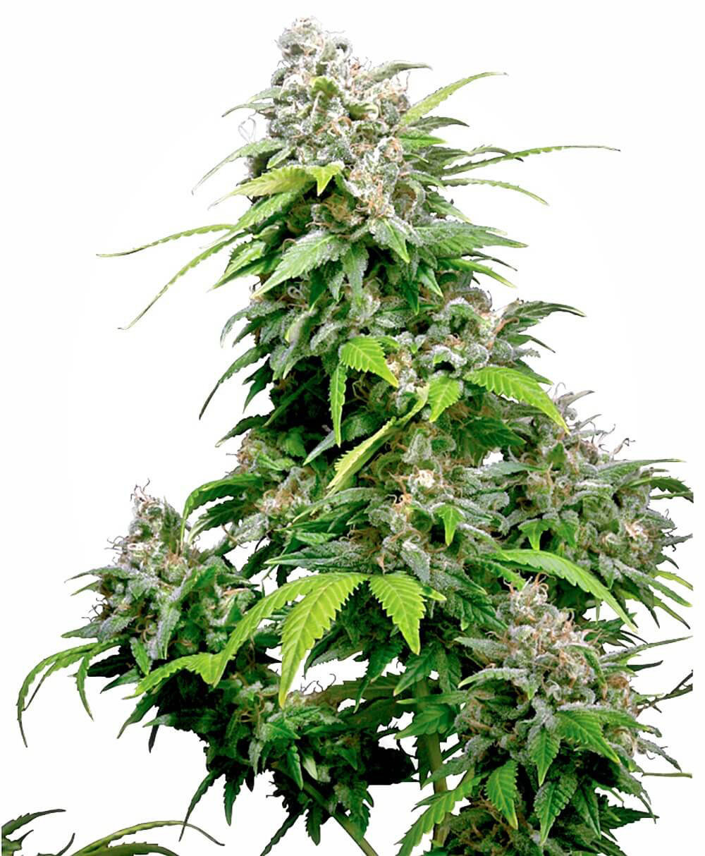 Sensi Seeds - California Indica (reg.)