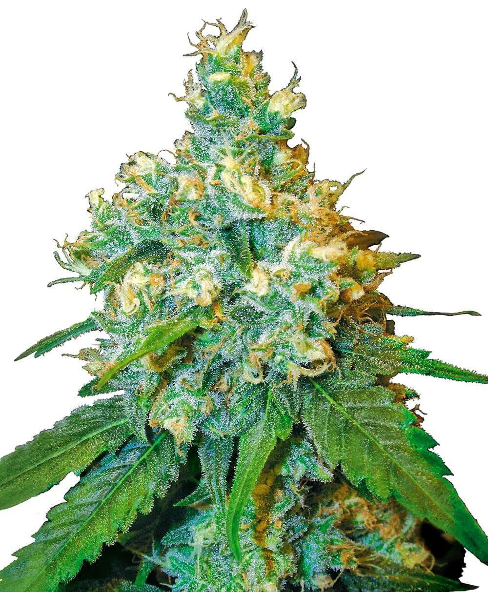 Sensi Seeds - Jack Herer (fem.)