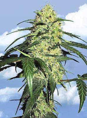 The Flying Dutchmen - Dutch Delight (fem.) 01850