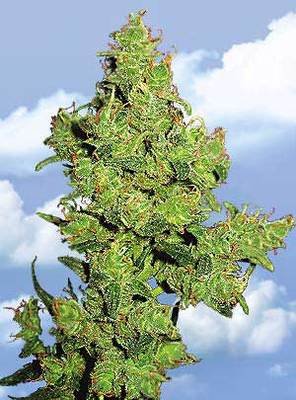 The Flying Dutchmen - Flying Dragon (fem.) 01852