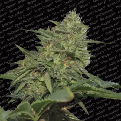 Paradise Seeds - Original Cheese (IBL) (fem.) 01735