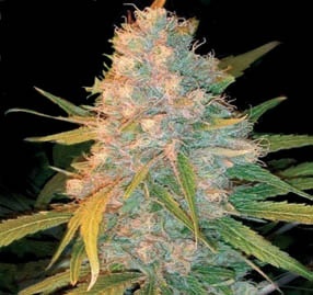Genehtik Seeds - Azken Indika aka L.U.I. (reg.) 01870