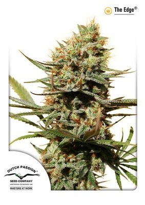 Dutch Passion - The Edge ® (fem.) 01442
