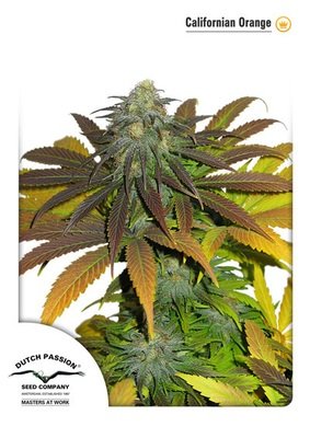 Dutch Passion - Californian Orange (fem.) 03385