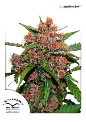 Dutch Passion - Auto Frisian Dew (auto/fem.) 01470