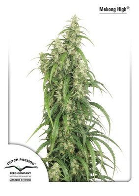 Dutch Passion - Mekong High ® (fem.) 03561