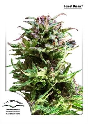 Dutch Passion - Forest Dream (fem.) 02723