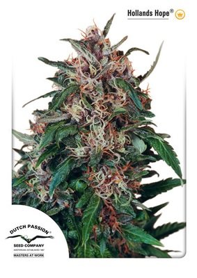 Dutch Passion - Hollands Hope (fem.) 03554