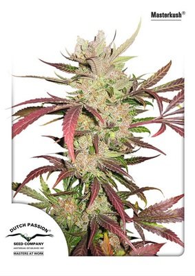 Dutch Passion - Master Kush (fem.) 03381