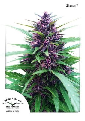 Dutch Passion - Shaman (fem.) 03582