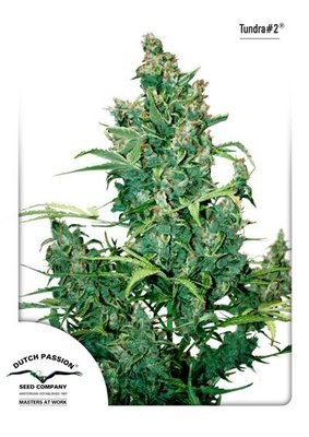 Dutch Passion - Tundra #2 ® (auto/fem.) 04982