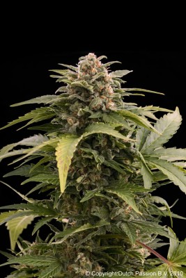 Dutch Passion - Taiga ® (auto/fem.) 03387