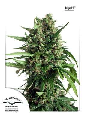 Dutch Passion - Taiga #2 (auto/fem.) 03398
