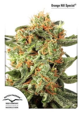 Dutch Passion - Orange Hill Special (fem.) 01434