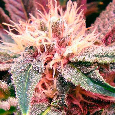 Nirvana Seeds - Auto Bubblelicious (auto/fem.) 03317