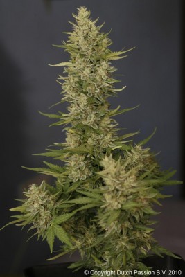 Dutch Passion - Tundra ® (auto/fem.) 03594