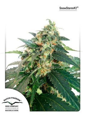 Dutch Passion - SnowStorm #2 ® (auto/fem.) 05015