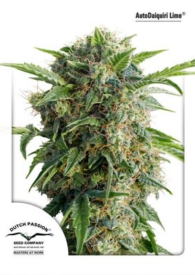 Dutch Passion - Auto Daiquiri Lime (auto/fem.) 03615