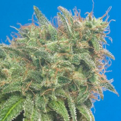 Nirvana Seeds - Swiss Cheese (fem.) 03302